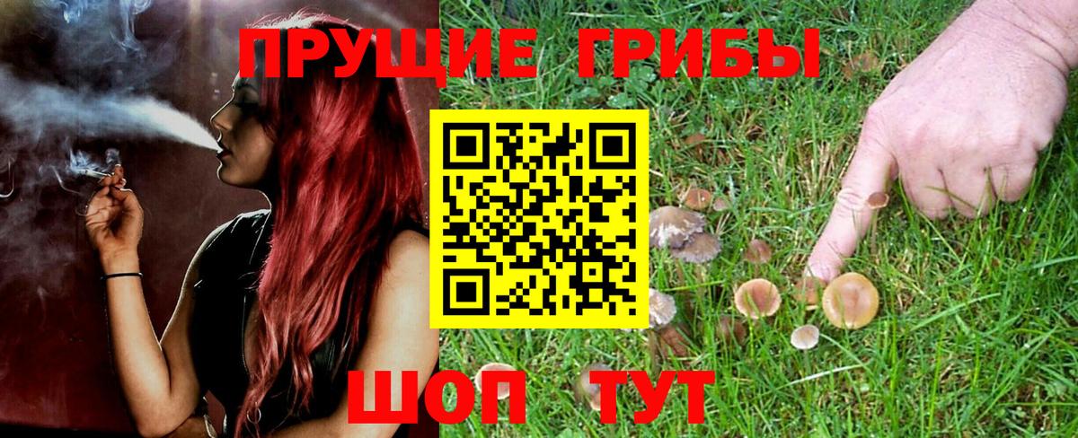 Луга  Галлюциногенные грибы прущие грибы  Галлюциногенные грибы мицелий  Вход с VPN 