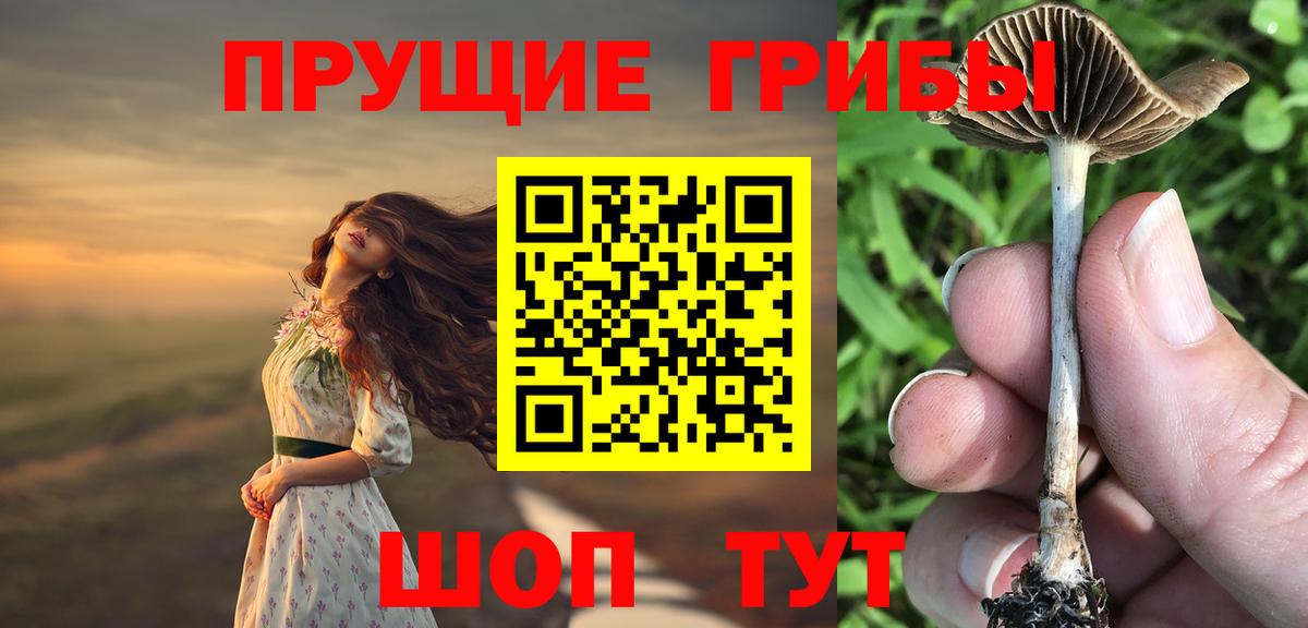 Галлюциногенные грибы Psilocybine cubensis Луга